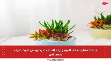 نباتات منزلية تخفف التوتر وترفع الطاقة الإيجابية في البيت تعرف عليها الآن